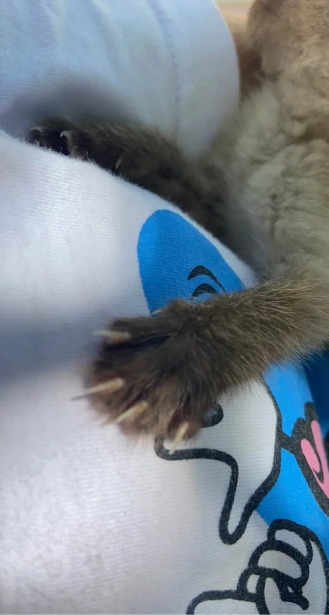 Gato ra a indefinida  idade Abaixo de 2 meses nome marilyn (mary) 