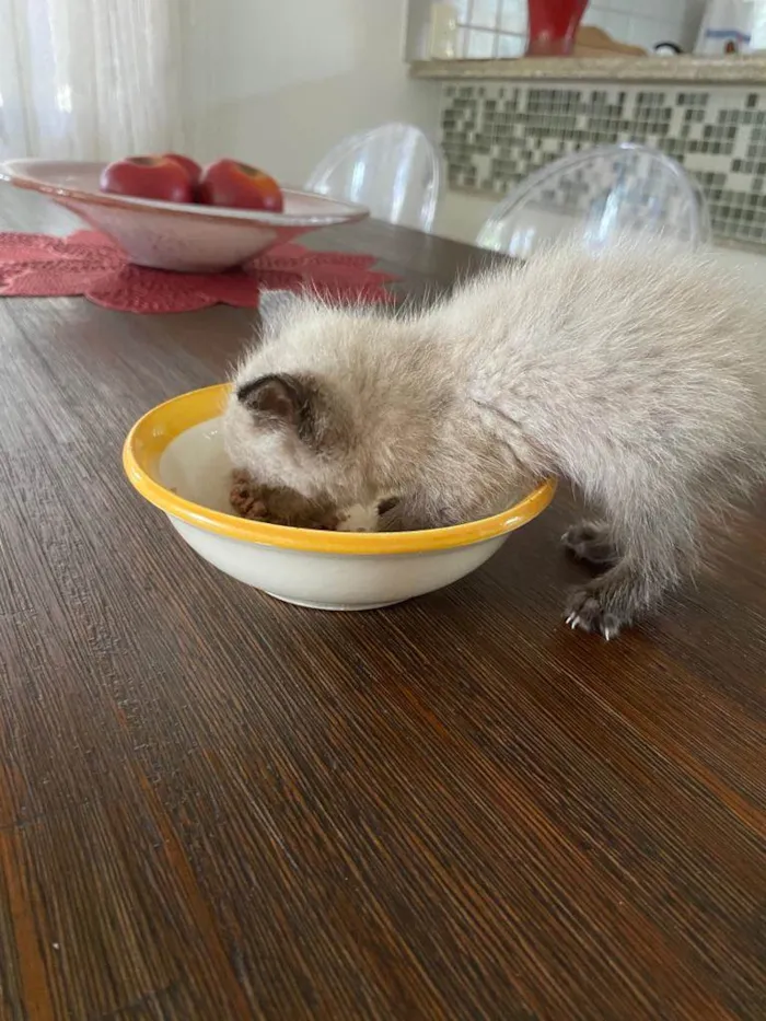 Gato ra a indefinida  idade Abaixo de 2 meses nome marilyn (mary) 