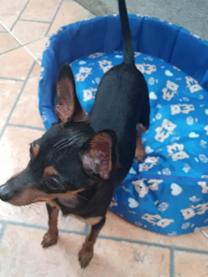 Cachorro ra a Pinscher idade 1 ano nome NINO