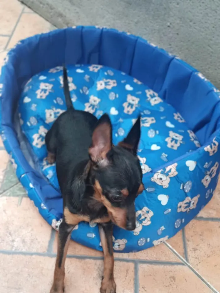 Cachorro ra a Pinscher idade 1 ano nome NINO