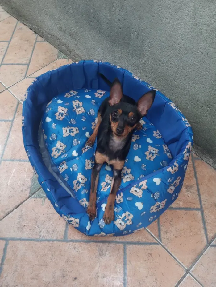 Cachorro ra a Pinscher idade 1 ano nome NINO