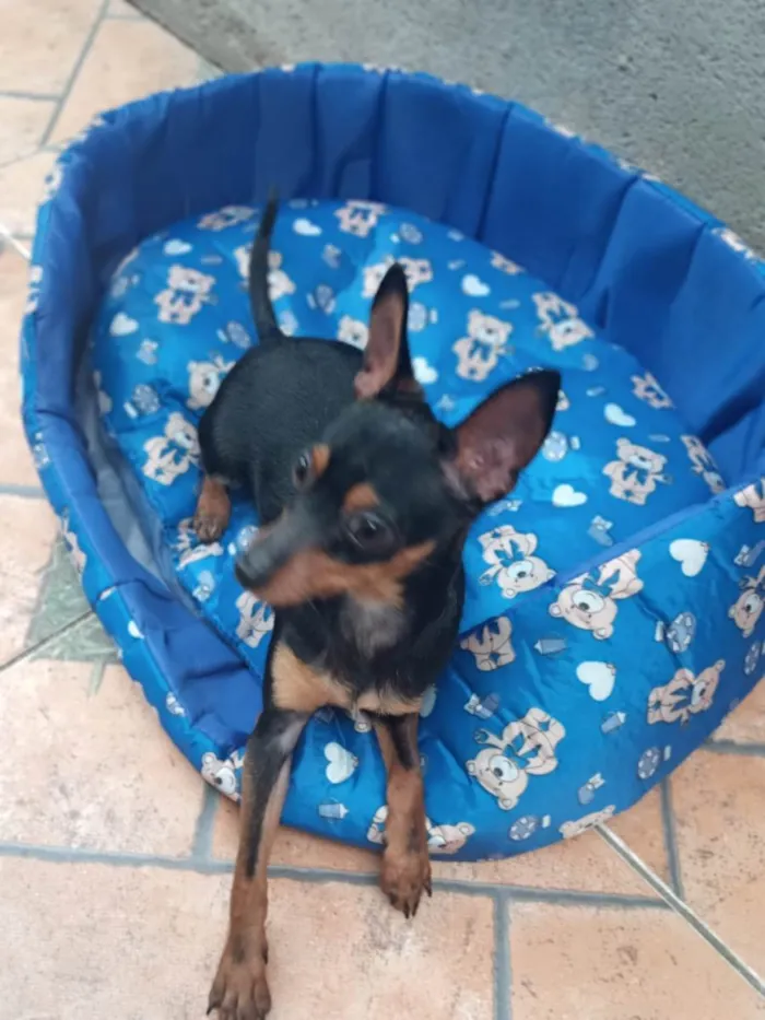 Cachorro ra a Pinscher idade 1 ano nome NINO