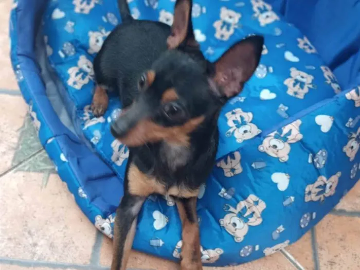 Cachorro ra a Pinscher idade 1 ano nome NINO