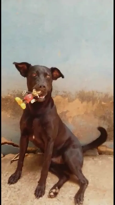 Cachorro ra a Rottweiler com labrador idade 4 anos nome Daboundy