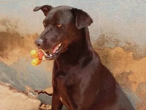 Cachorro ra a Rottweiler com labrador idade 4 anos nome Daboundy