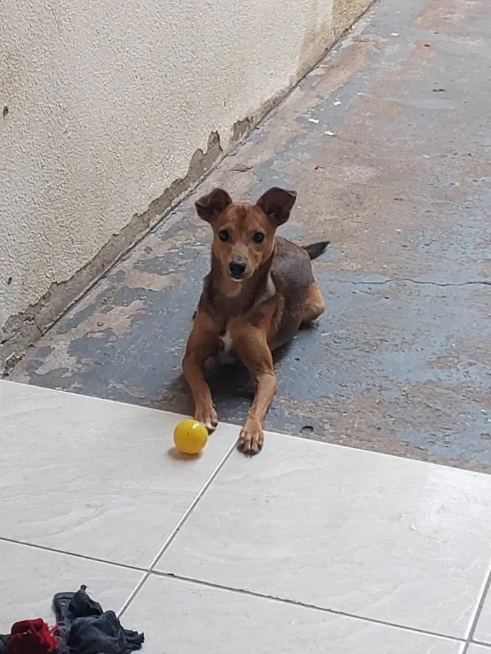 Cachorro ra a SRD-ViraLata idade 7 a 11 meses nome Rei