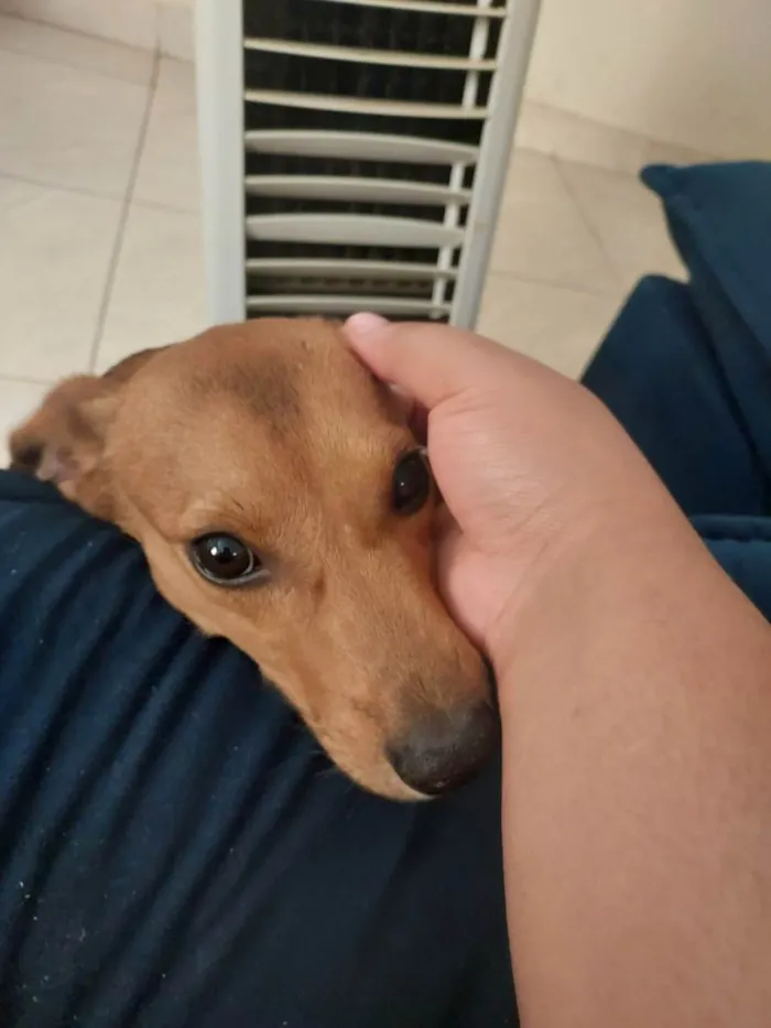 Cachorro ra a SRD-ViraLata idade 7 a 11 meses nome Rei