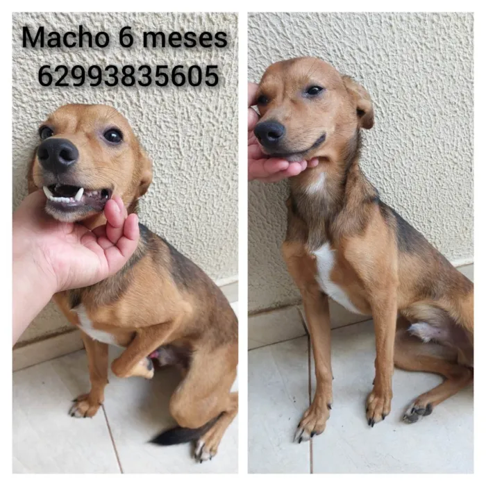 Cachorro ra a SRD-ViraLata idade 7 a 11 meses nome Rei