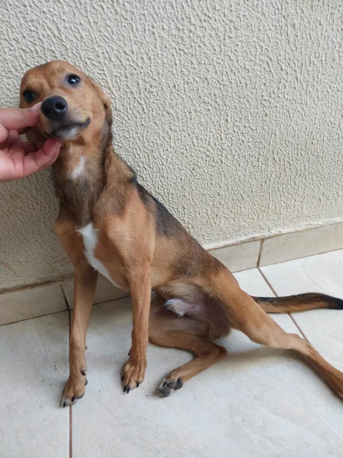 Cachorro ra a SRD-ViraLata idade 7 a 11 meses nome Rei