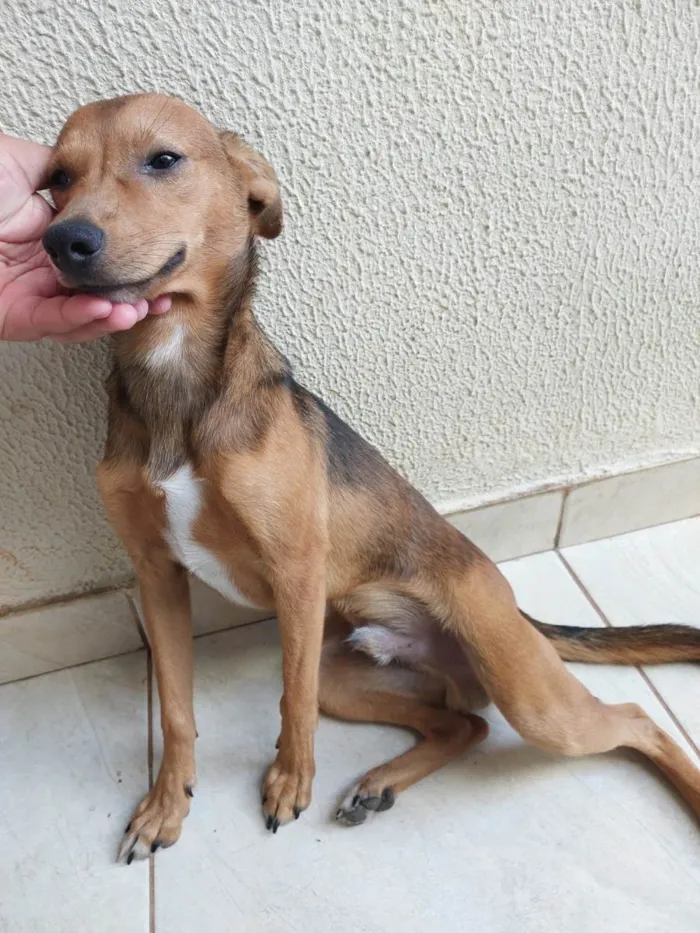 Cachorro ra a SRD-ViraLata idade 7 a 11 meses nome Rei