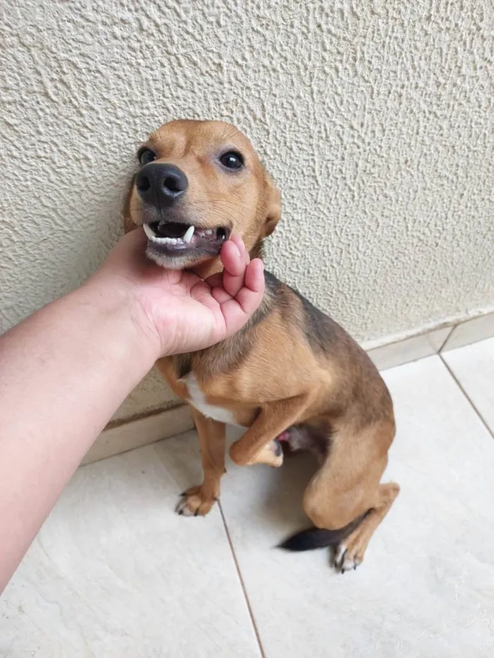 Cachorro ra a SRD-ViraLata idade 7 a 11 meses nome Rei