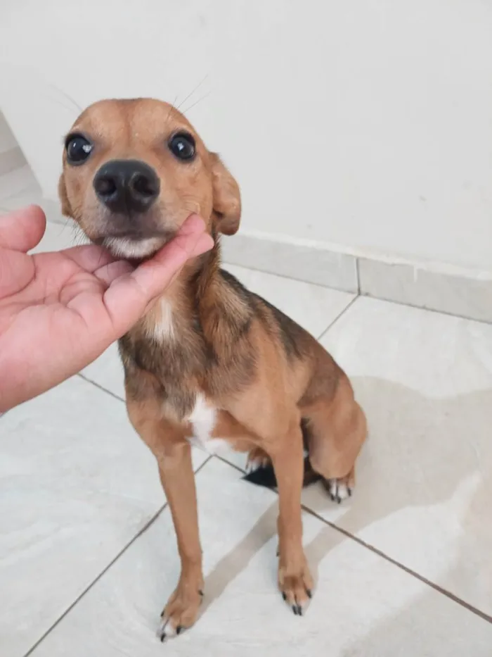 Cachorro ra a SRD-ViraLata idade 7 a 11 meses nome Rei