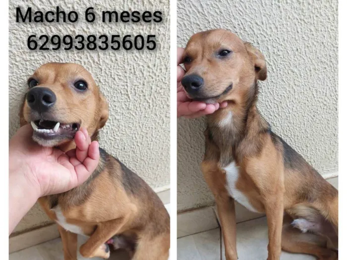 Cachorro ra a SRD-ViraLata idade 7 a 11 meses nome Rei