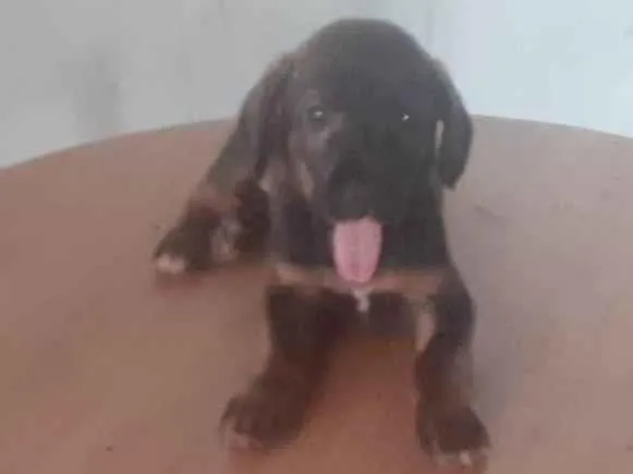 Cachorro ra a SRD-ViraLata idade Abaixo de 2 meses nome Laila