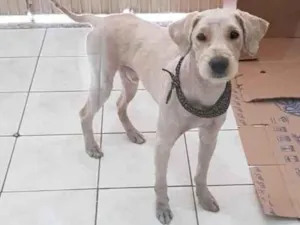 Cachorro raça mix  idade 7 a 11 meses nome Luke 