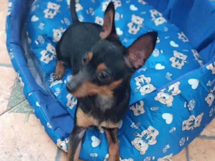 Cachorro ra a Pinscher idade 1 ano nome NINO