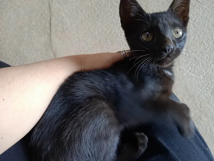 Gato ra a SRD-ViraLata idade 2 a 6 meses nome Jeff