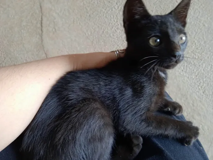 Gato ra a SRD-ViraLata idade 2 a 6 meses nome Jeff
