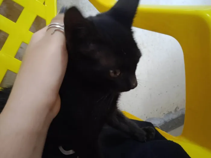 Gato ra a SRD-ViraLata idade 2 a 6 meses nome Jeff