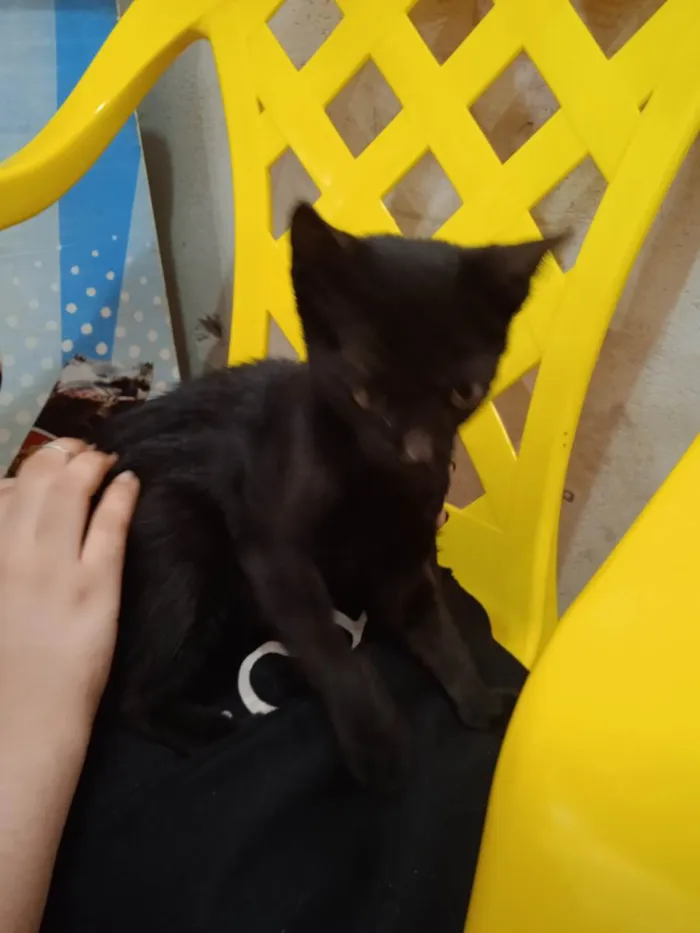 Gato ra a SRD-ViraLata idade 2 a 6 meses nome Jeff