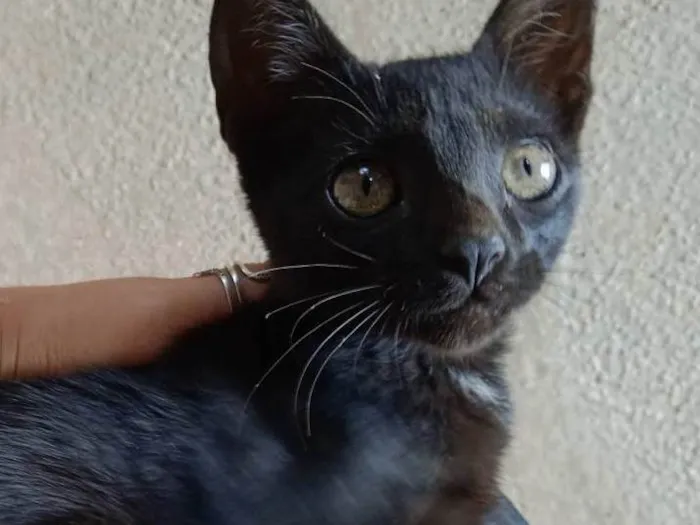 Gato ra a SRD-ViraLata idade 2 a 6 meses nome Jeff