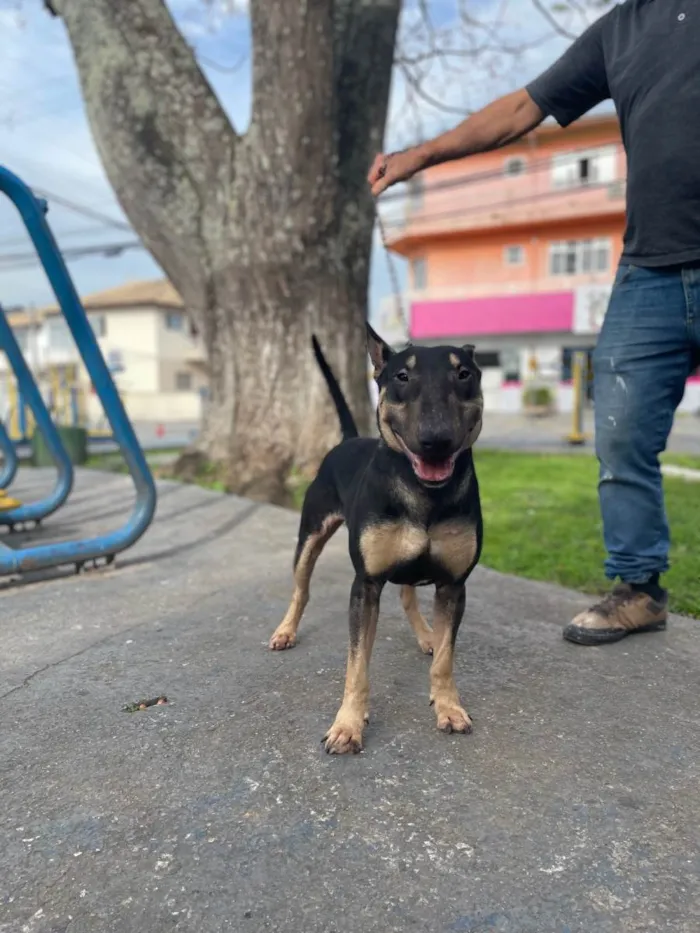 Cachorro ra a Bull terrier idade 2 anos nome Poseidon 