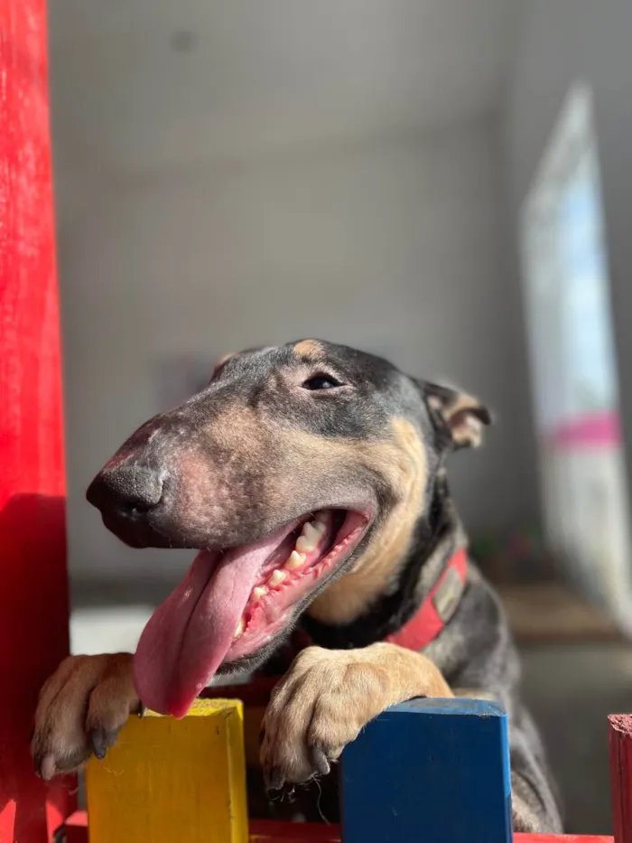 Cachorro ra a Bull terrier idade 2 anos nome Poseidon 