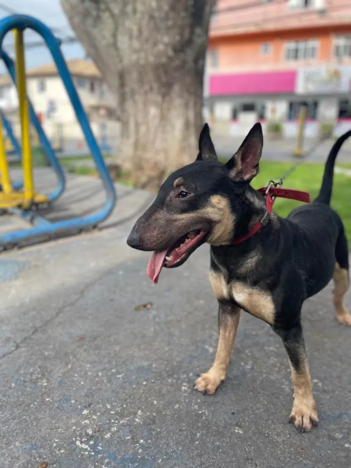 Cachorro ra a Bull terrier idade 2 anos nome Poseidon 