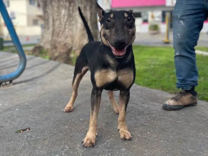 Cachorro ra a Bull terrier idade 2 anos nome Poseidon 