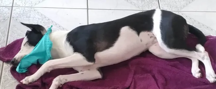 Cachorro ra a SRD-ViraLata idade 3 anos nome Maggie 