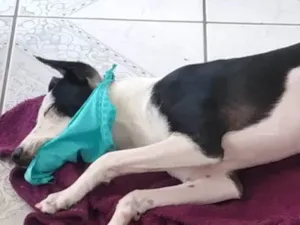 Cachorro raça SRD-ViraLata idade 3 anos nome Maggie 