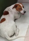 MAC