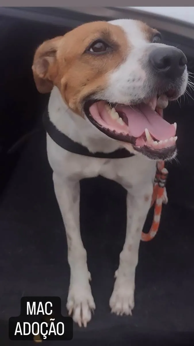 Cachorro ra a SRD-ViraLata idade 1 ano nome MAC