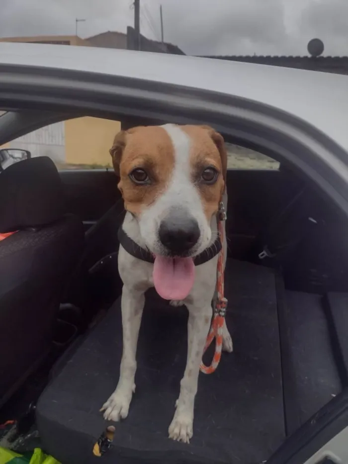 Cachorro ra a SRD-ViraLata idade 1 ano nome MAC