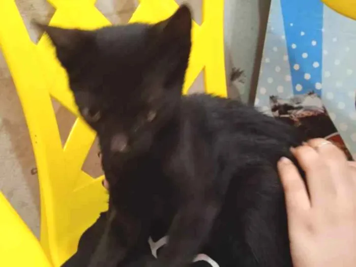 Gato ra a SRD-ViraLata idade 2 a 6 meses nome Jeff