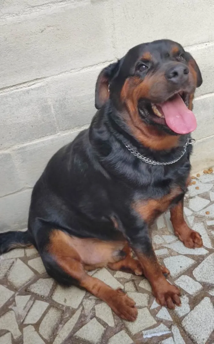 Cachorro ra a Mix de rottweiler idade 3 anos nome LORD
