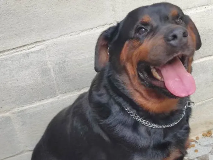 Cachorro ra a Mix de rottweiler idade 3 anos nome LORD