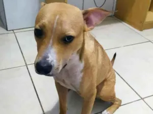 Cachorro raça SRD-ViraLata idade 1 ano nome DHARA