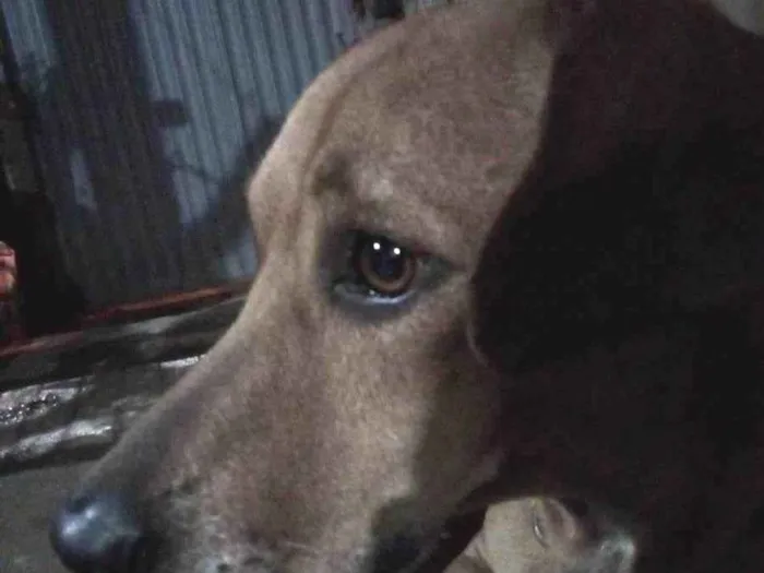 Cachorro ra a Sal idade 3 anos nome Luna