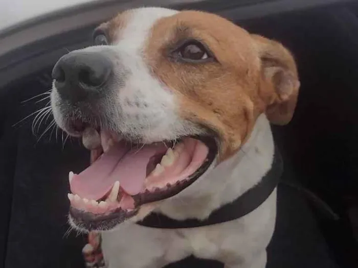 Cachorro ra a SRD-ViraLata idade 1 ano nome MAC