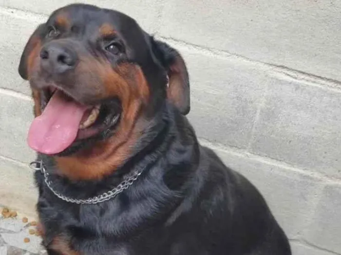 Cachorro ra a Mix de rottweiler idade 3 anos nome LORD