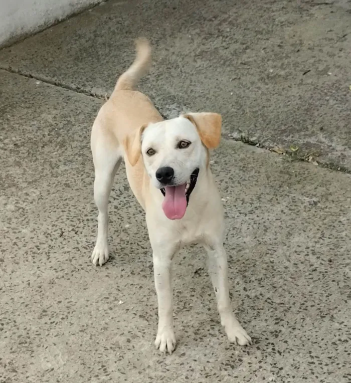 Cachorro ra a SRD-ViraLata idade 1 ano nome Maluma