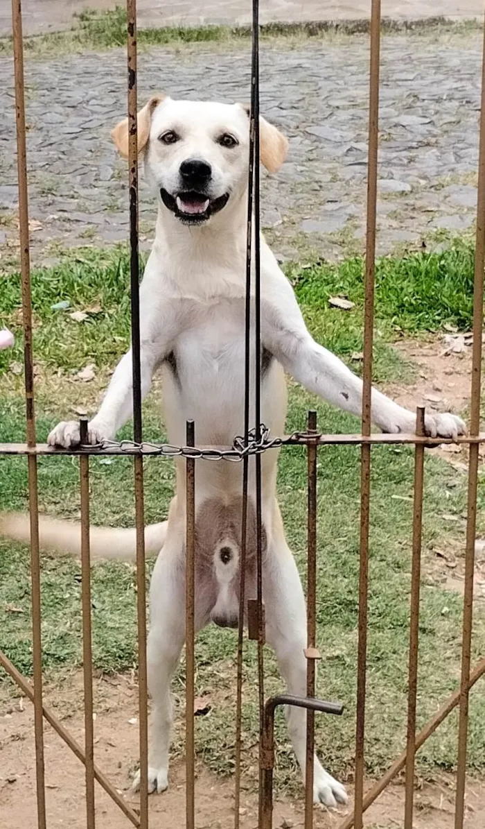 Cachorro ra a SRD-ViraLata idade 1 ano nome Maluma