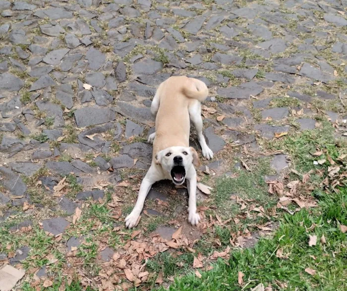 Cachorro ra a SRD-ViraLata idade 1 ano nome Maluma