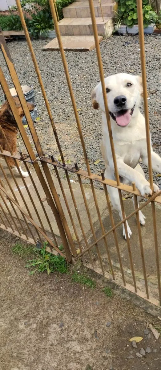 Cachorro ra a SRD-ViraLata idade 1 ano nome Maluma
