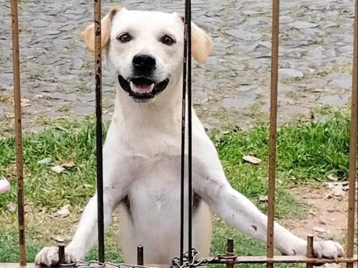Cachorro ra a SRD-ViraLata idade 1 ano nome Maluma
