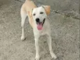 Maluma