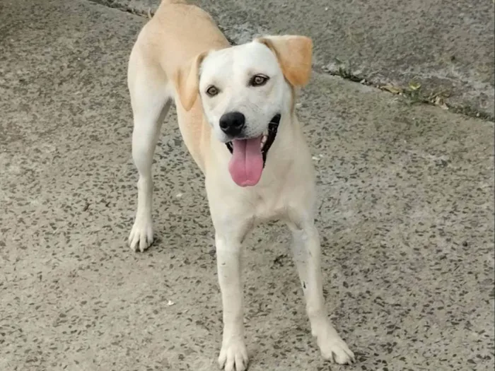Cachorro ra a SRD-ViraLata idade 1 ano nome Maluma