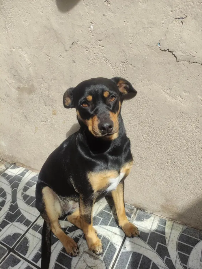 Cachorro ra a SRD-ViraLata idade 2 anos nome LAYLA