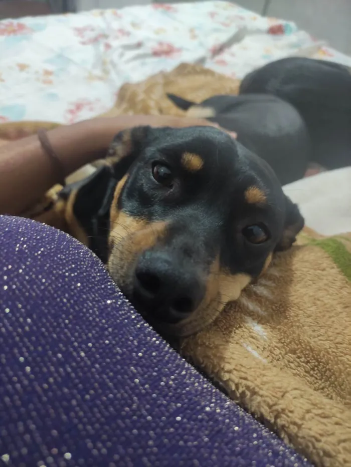 Cachorro ra a SRD-ViraLata idade 2 anos nome LAYLA